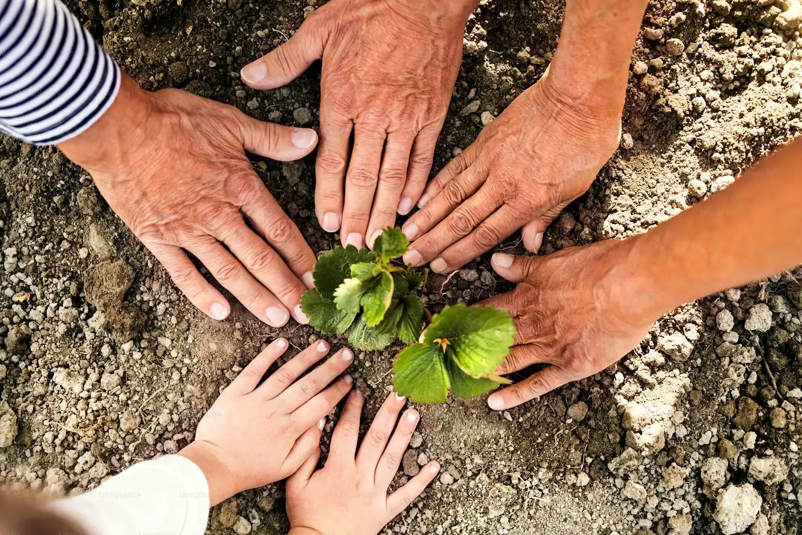Hands nurturing a plant together